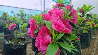 how to grow and care azalea flower plant [upl. by Llenral]