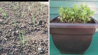 Planting Out Onions Setting Parsnips Repotting Mint [upl. by Enyamert]