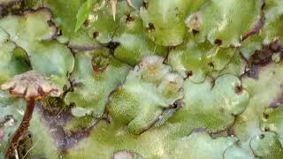 Marchantia  A genus of liverworts [upl. by Aniuqahs]