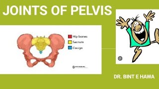 PELVIC JOINTS AND CLINICALS  GROSS ANATOMY ENDOCRINOLOGY MODULE [upl. by Wilt528]