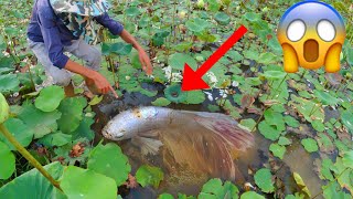 Technique Skill And Found Giant Betta Fish And All Kind Of Bette Fish Near In Rain Season [upl. by Gnouhc]