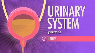 Urinary System Part 2 Crash Course Anatomy amp Physiology 39 [upl. by Zzaj558]