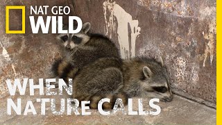 Watch as Two Raccoons Get Rescued  When Nature Calls [upl. by Eerdua]