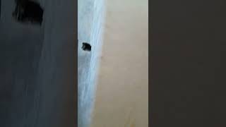 how to fix a laminated plywood on a wadrobe back using wood glueprofessional glue [upl. by Judah]