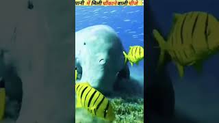 Pani mein Mili ajibogarib chijen amazingfacts factsinhindi fish shark dinesh [upl. by Appledorf]