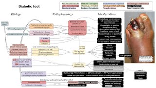 Diabetic foot mechanism of disease [upl. by Harry]