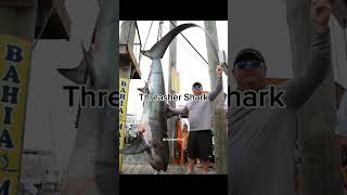 Biggest fish caught in Maryland [upl. by Uhthna]