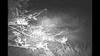 Otters at Cottage Farm Nature Reserve [upl. by Aneele511]