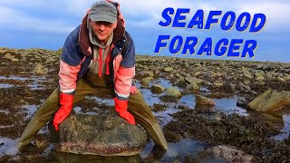 A Seafood Delicacy  The Green Ormer Haliotis Tuberculata  Foraging The Seashore At Low Tide [upl. by Obel]