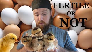 How to tell if your chicken eggs are fertile [upl. by Cristiano]