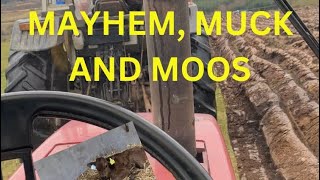 A Week on the farm Full of mayhem muck and mooing [upl. by Eelah]