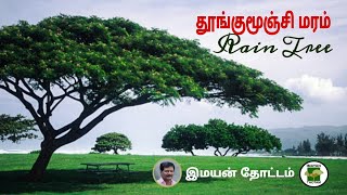 இந்த மரத்தினடியில் கார்களை நிறுத்தக்கூடாது  Rain Tree [upl. by Jaenicke913]