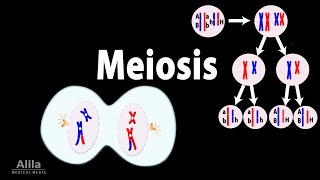 Meiosis Animation [upl. by Tuinenga]