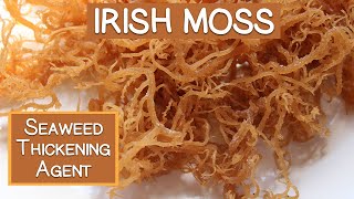 Irish Moss Seaweed A Nutritious Thickening Agent [upl. by Yrruc]