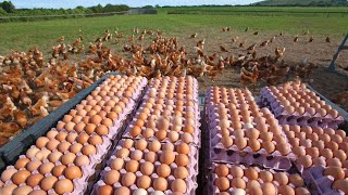 How Americans Produce 973 Billion Eggs Every Year  Chicken Farming Documentary [upl. by Esined]