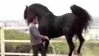 PURE BLACK ANDALUCIAN STALLION  PIAFFE [upl. by Skier]