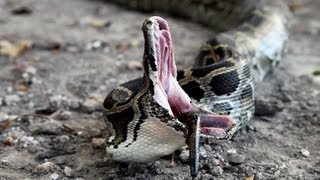 Python vs Python 02  Python eats Python  Time Lapse [upl. by Anniken]