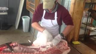 Mangalitsa Mangalitza Mangalica Leaf Lard Removal  Hog Harvest Class [upl. by Morganne]