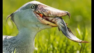 Closed Caption CC SHOEBILL GULPING A LUNGFISH [upl. by Ayoted]