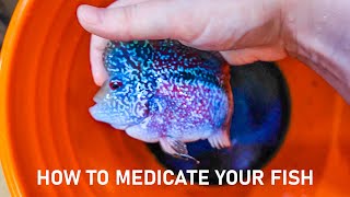 How To Medicate Your Sick Fish Using Methylene Blue [upl. by Llednav]