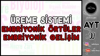 31 Embriyonik Örtüler  Embriyonik Gelişim [upl. by Aremus]