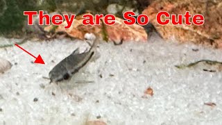 Ultimate Pygmy Corydora Care Tips For Happy Fish [upl. by Halie933]