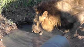 Lion Named Mr T Drinking At Ulusaba [upl. by Nairad]