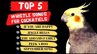 Top 5 Cockatiel Whistle Training Songs Parrot Training and Singing [upl. by Adidnere493]