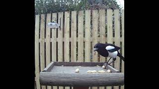 Magpies collecting monkey nuts from the feeding plate [upl. by Notfa]