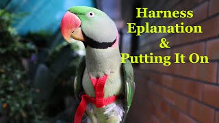 Harness Explanation and Putting It On  Alexandrine Parakeet [upl. by Enirbas]