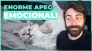 Os 10 Sinais Que Seu Gato Tem Uma FORTE LIGAÇÃO Com Você [upl. by Davita]