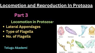 Locomotion and Reproduction Part 3 flagella lateral appendages telangana neet zoology [upl. by Hsirahc277]