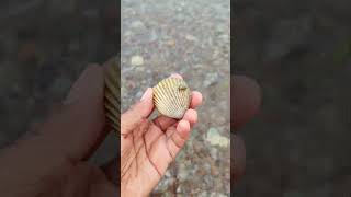 Finding seafood Scallops chantreastvnine shortvideo scallops [upl. by Kcerred]