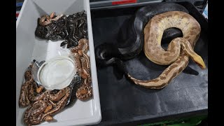 How I setup and feed hatchling Short Tail Pythons [upl. by Okimuy596]