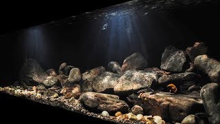 BADC2018  Lake Tanganyika Biotope Cape Chaitika Zambia 400 L [upl. by Elrahc425]