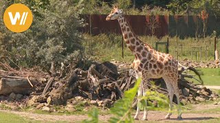 Die Lieder der Tiere  Kinderlied in Deutscher Sprache  Sing mit Yleekids [upl. by Eserehc]