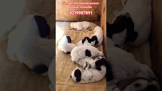 German shorthaired pointer puppies available puppy pointerpuppy [upl. by Spillihp]