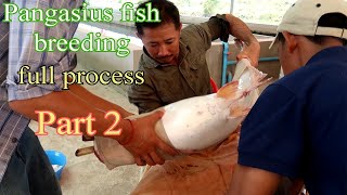 Fish Breeding  Pangasius Fish Breeding Process part 2 [upl. by Netnerb]