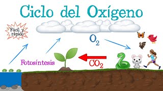 ♻️ Ciclo del Oxígeno 🔵 Fácil y Rápido  BIOLOGÍA [upl. by Lena]