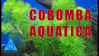 Low tech  Beginner level  Easy care aquatic plant  Cabomba  Tamil [upl. by Ema884]