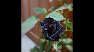 Rose  Black Baccara  ব্ল্যাক বাকারা কালো গোলাপ [upl. by Seeto537]