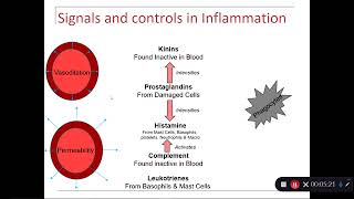 Inflammation Immunology part 4 of 4 [upl. by Rhines337]