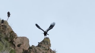 Colca Canyon tour in Peru [upl. by Columbus]