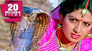 साँपों ने बचाई श्रीदेवी की जान  नगीना  Sridevi Rishi Kapoor  Bollywood Movie Best Scene Nagina [upl. by Iramo311]