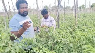 Tomato thripsleafminerstem borer best control insecticide SHINWA Insecticides India limited [upl. by Enybor]