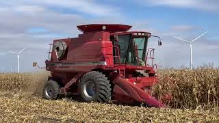 Case IH 2377 Shelling Corn [upl. by Enaamuj]