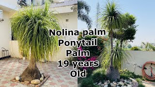 Nolina palm  Ponytail palm 19 years old plant [upl. by Nnylecyoj106]