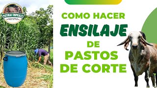 Como hacer ENSILAJE de PASTOS DE CORTE ganaderiacolombiana ganaderoscolombia [upl. by Lanam]