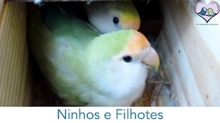 Agapornis  Ninhos e Filhotes [upl. by Yeslehc413]