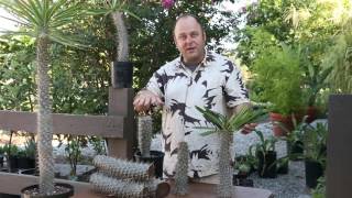 How to cut your Pachypodium Madagascar Palm Tree [upl. by Oirram216]